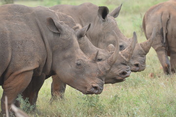 Obraz premium A cute male bull white Rhino in Kruger National Park