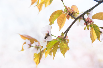 満開のサクラの花のクローズアップ