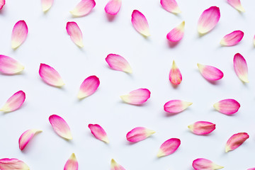 Lotus petals on white