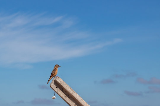 P&aacute;ssaro parado em fundo azul