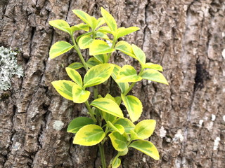 Euonymus japonicus-1