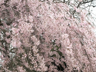 Cerisier du Japon Sakura-11