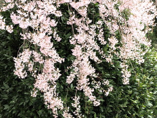 Cerisier du Japon Sakura-10