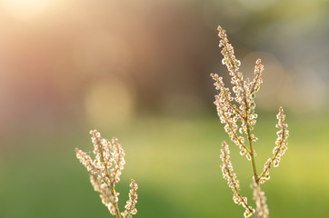 Blooming Sour Grass