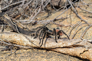 Aranha caranguejeira sobre galhos