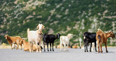 Herd of goats grazing by the road in Peloponnese, Greece. Domestic goats, highly prized for their meat and milk production production.