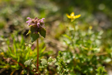 purple flower with yellow flower in background