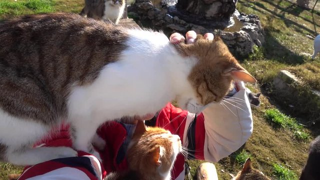 Ortaca, Turkey - 31st of January 2018: Visit to the Haydos animal shelter - 4K Selfie of woman with cats in the animal center
