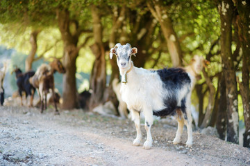 Herd of goats grazing by the road in Peloponnese, Greece. Domestic goats, highly prized for their meat and milk production production.