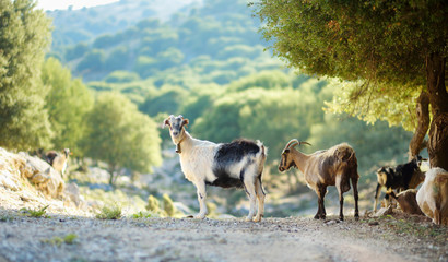 Herd of goats grazing by the road in Peloponnese, Greece. Domestic goats, highly prized for their meat and milk production production. - obrazy, fototapety, plakaty
