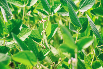 Rural landscape - field the soybean (Glycine max) in the rays summer sun, closeup