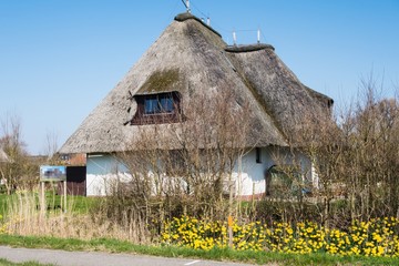 Narzissen vor Friesenhaus Reethhaus Frühling