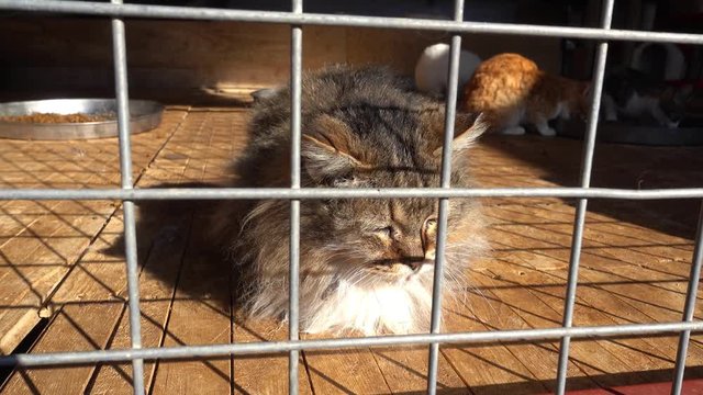Ortaca, Turkey - 31st of January 2018: Visit to the Haydos animal shelter - 4K Sick unhappy kitten on sun behind metal lattice, other cats in the background
