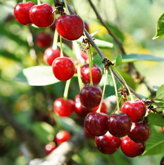 ripe cherry berries