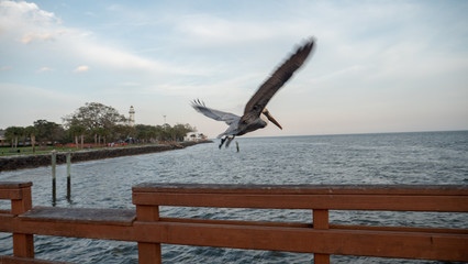 Pelican Flying Away