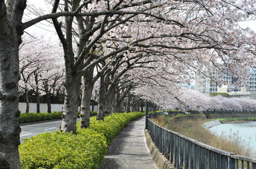 Fototapeta na wymiar 桜のトンネル