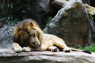 lion bath