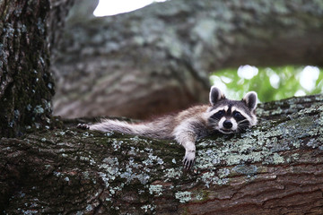 Obraz premium fretting racoon