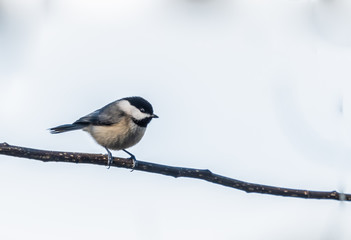 Black Caped Chickadee