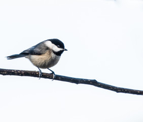 Black Caped Chickadee