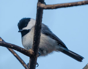 Black Caped Chickadee