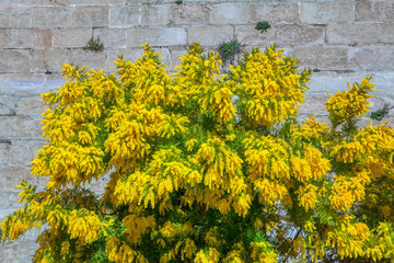 tropical yellow flowers against the wall