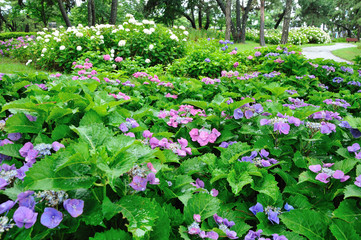 公園のあじさい