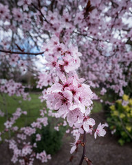 Apple Blossom - 255482532