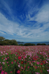 青空のコスモスの花畑