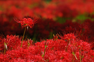 彼岸花の花