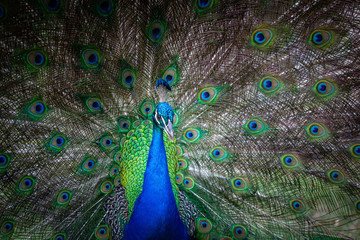 Obraz premium Portrait of male peacock with open tail