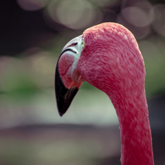 A pink flamingo gazing away from the camera