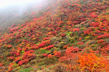 久住霧の紅葉の山