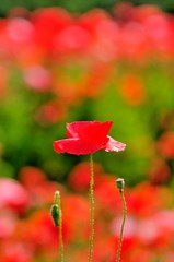 Fototapeta premium ポピーの花