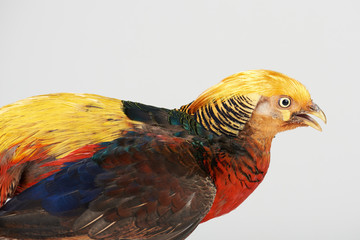 Colorful pheasant bird