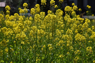 The rape blossoms blooming along the river are in full bloom.