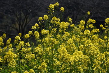 The rape blossoms blooming along the river are in full bloom.