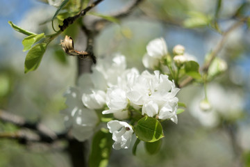 blooming apple tree in spring