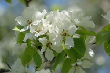 blooming apple tree in spring