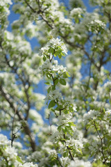 blooming apple tree in spring