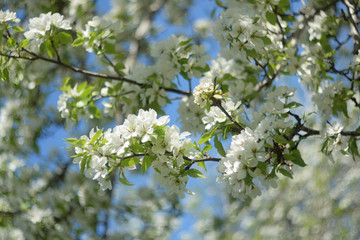 blooming apple tree in spring
