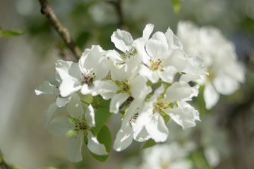 blooming apple tree in spring