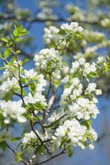 blooming apple tree in spring