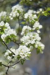 blooming apple tree in spring