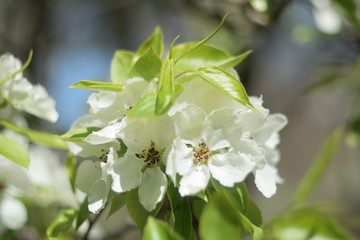 blooming apple tree in spring