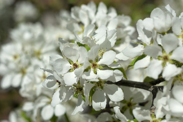 blooming apple tree in spring