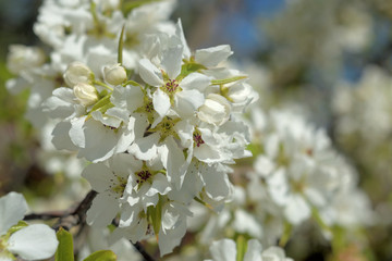 blooming apple tree in spring