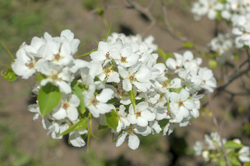 blooming apple tree in spring