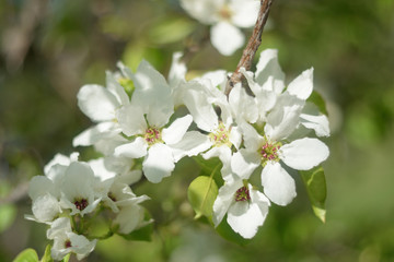 blooming apple tree in spring