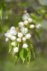 blooming apple tree in spring